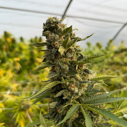 Blato Peach Diesel fleur 5G pêche gazée serre