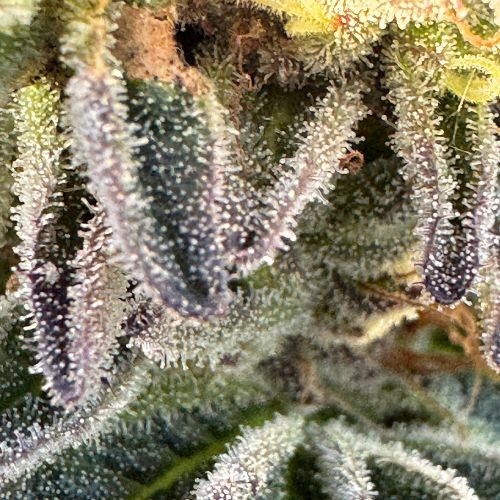 Blato Skunk Fruit fleurs CBD 5g outdoor