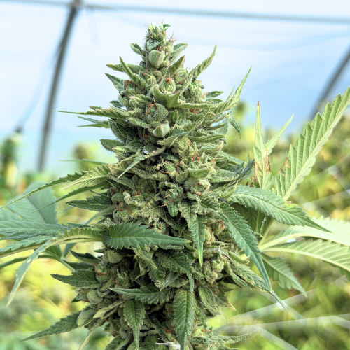 Blato CBD Fleurs OG Kush fleur CBD 5 g epicée