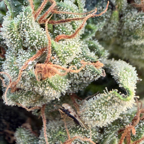 Blato CBD Fleurs OG Kush fleur CBD 5 g epicée