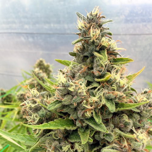 Blato Rainbow Sherbet fleur CBD 5g serre sucrée