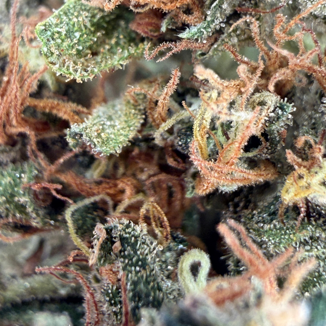 Blato Rainbow Sherbet fleur CBD 5g serre sucrée