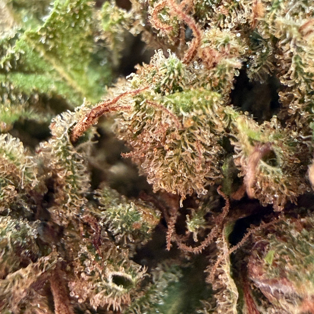 Blato CBD Fleurs OG Kush fleur CBD 5 g epicée