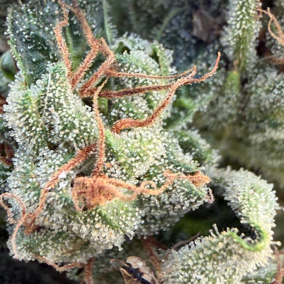 Blato CBD Zombie Bloom fleur CBD 5 g serre épicée