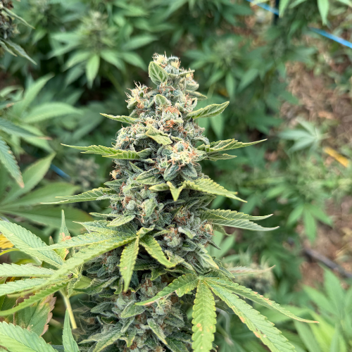 Blato Peach Diesel fleur 5G pêche gazée serre