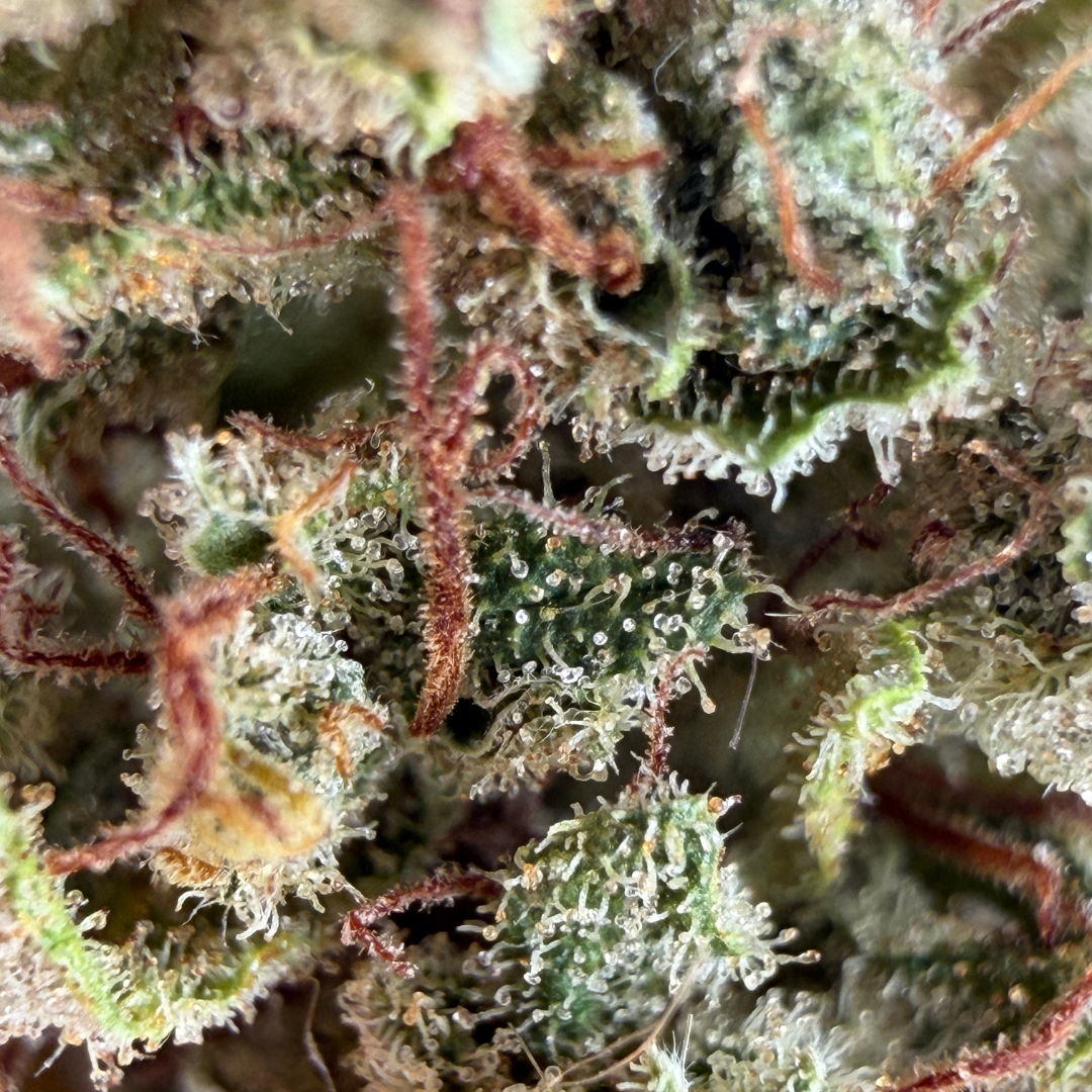 Blato CBD Sweet Mango Fleur CBD 10g tropicale
