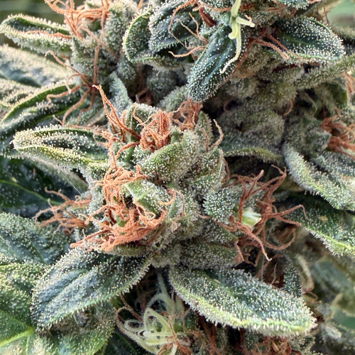 Blato Peach Diesel fleur 5G pêche gazée serre