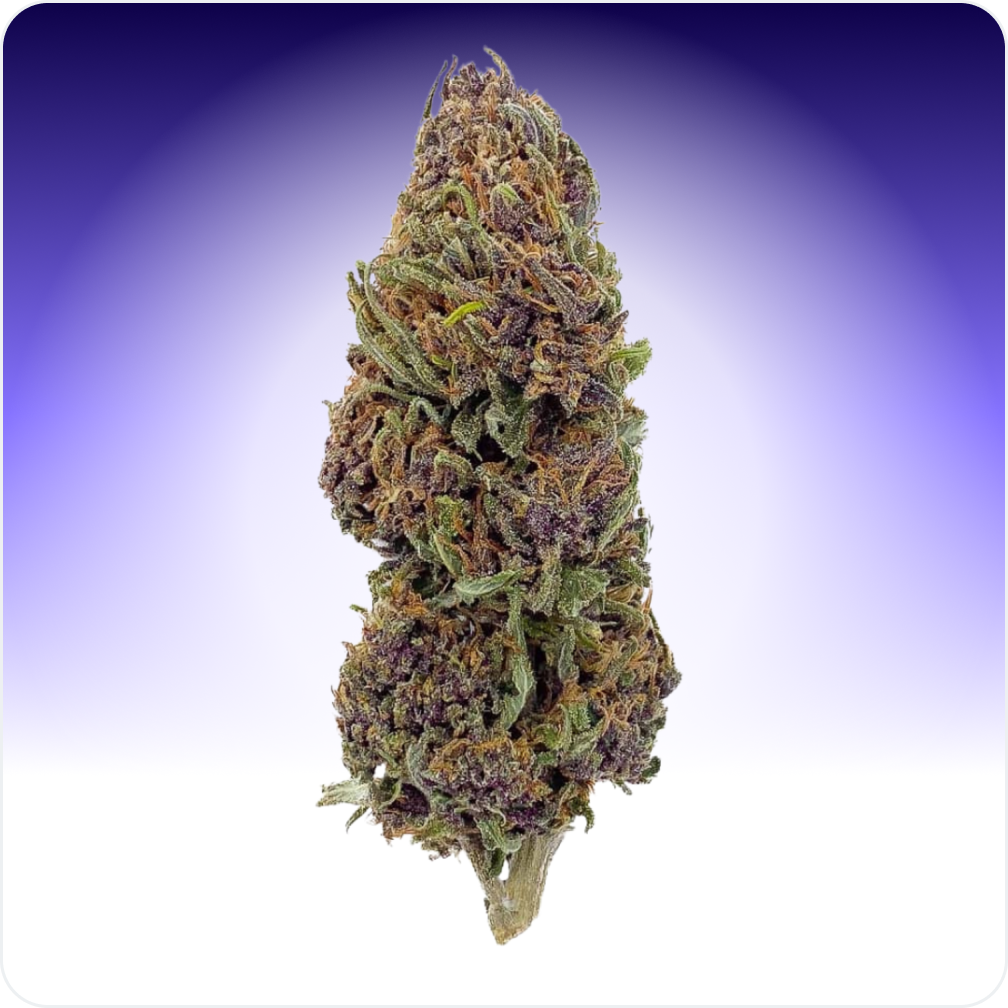 Cali Weed Fleurs de CBD Purple Haze fleur 5 g hybride 10%