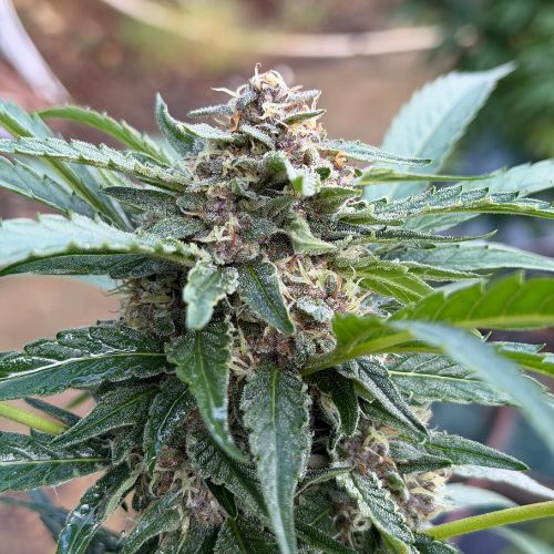 Blato Skunk Fruit fleurs CBD 5g outdoor