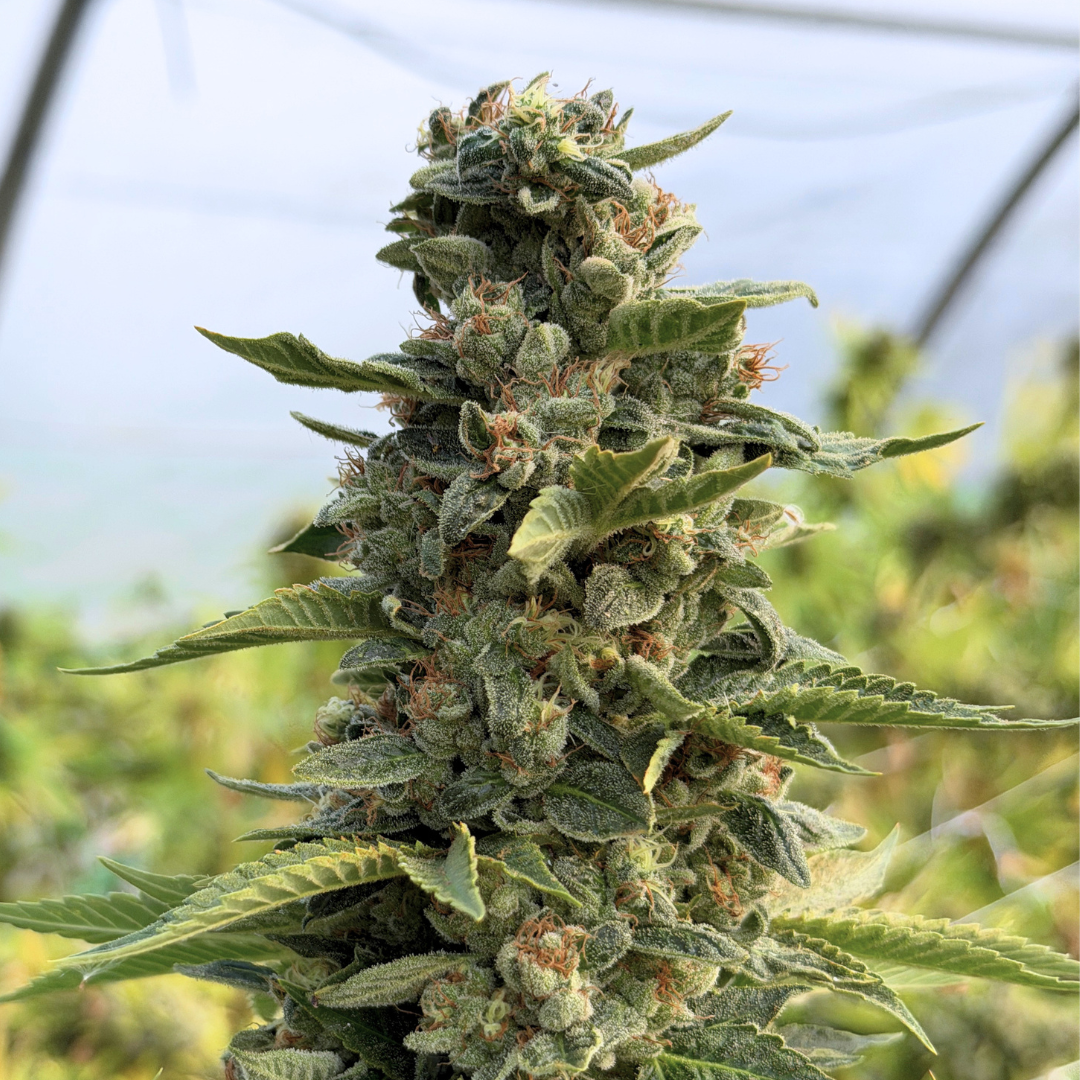 Blato CBD Zombie Bloom fleur CBD 5 g serre épicée
