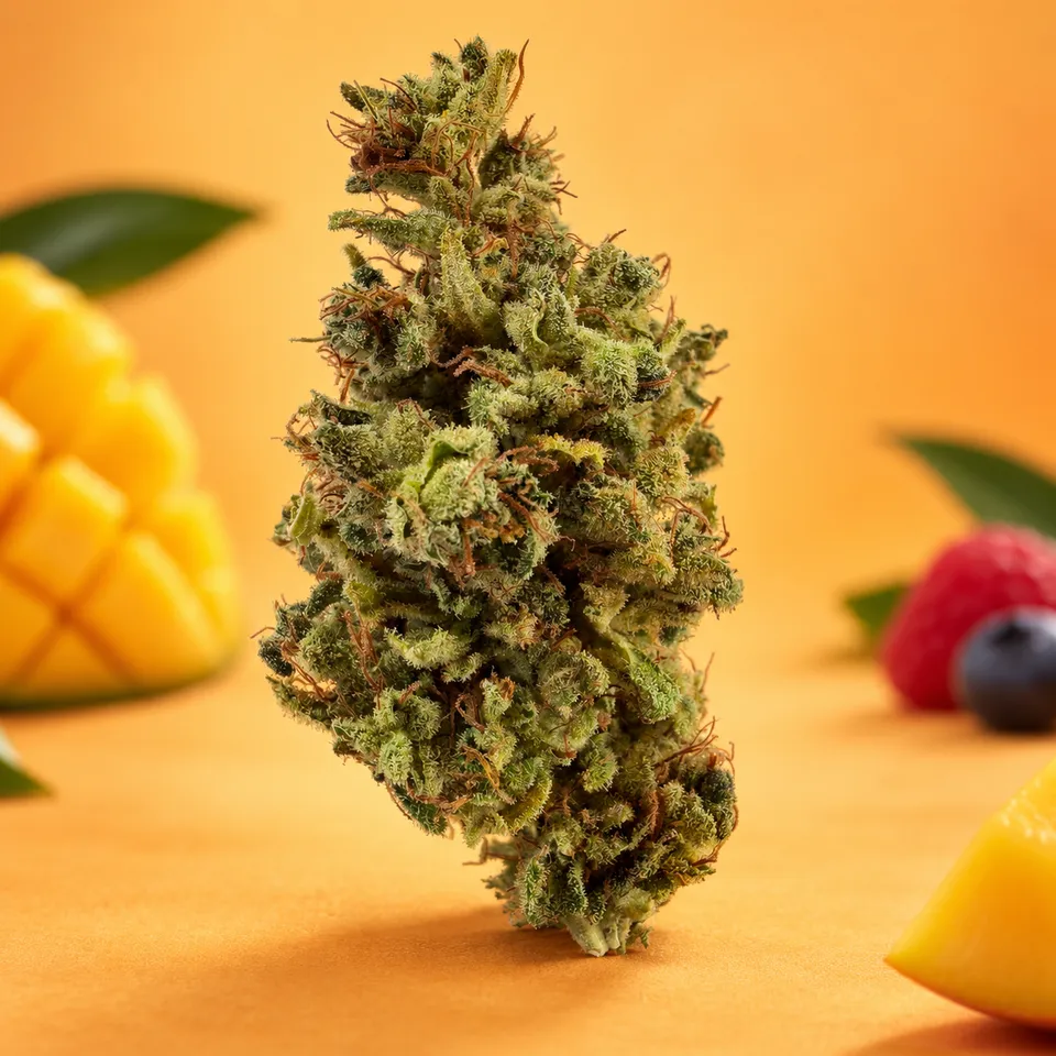 Blato CBD Sweet Mango Fleur CBD 10g tropicale