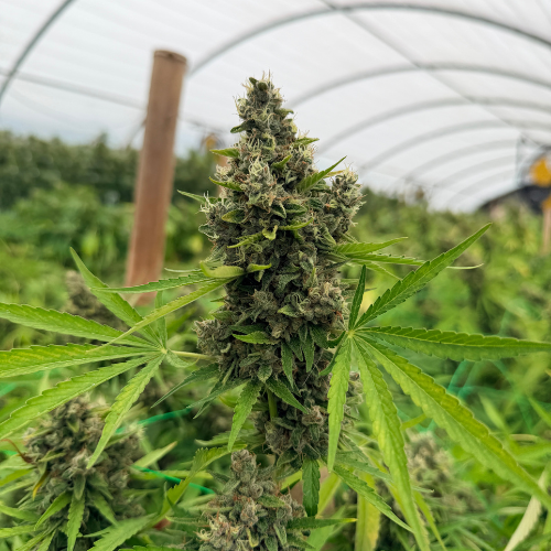 Blato Rainbow Sherbet fleur CBD 5g serre sucrée