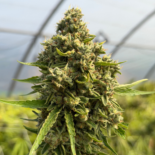Blato CBD Sweet Mango Fleur CBD 10g tropicale