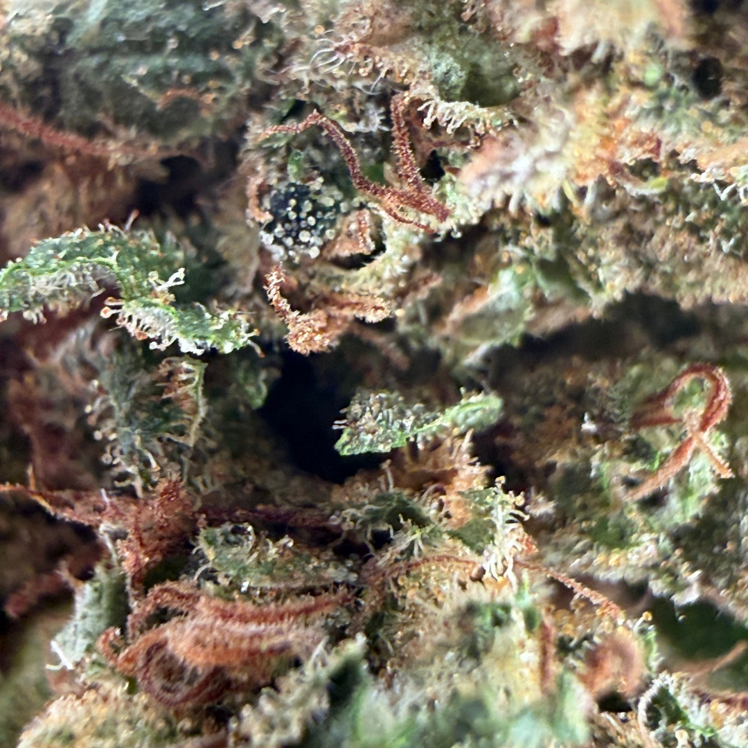 Blato CBD Zombie Bloom fleur CBD 5 g serre épicée