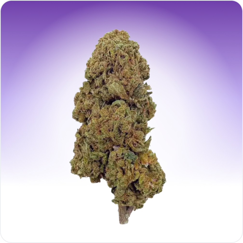 Gelato fleur CBD hybride glasshouse 5 g 15,5% CBD
